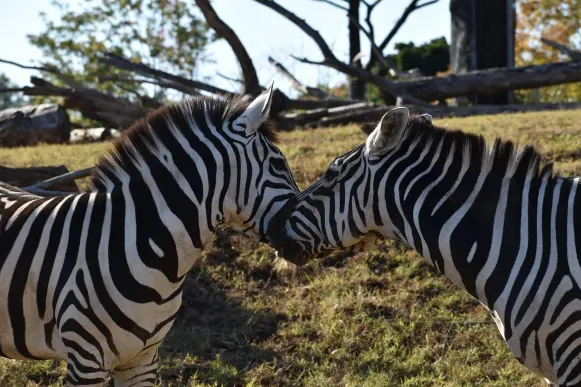 크레이지폭스 카지노 지원